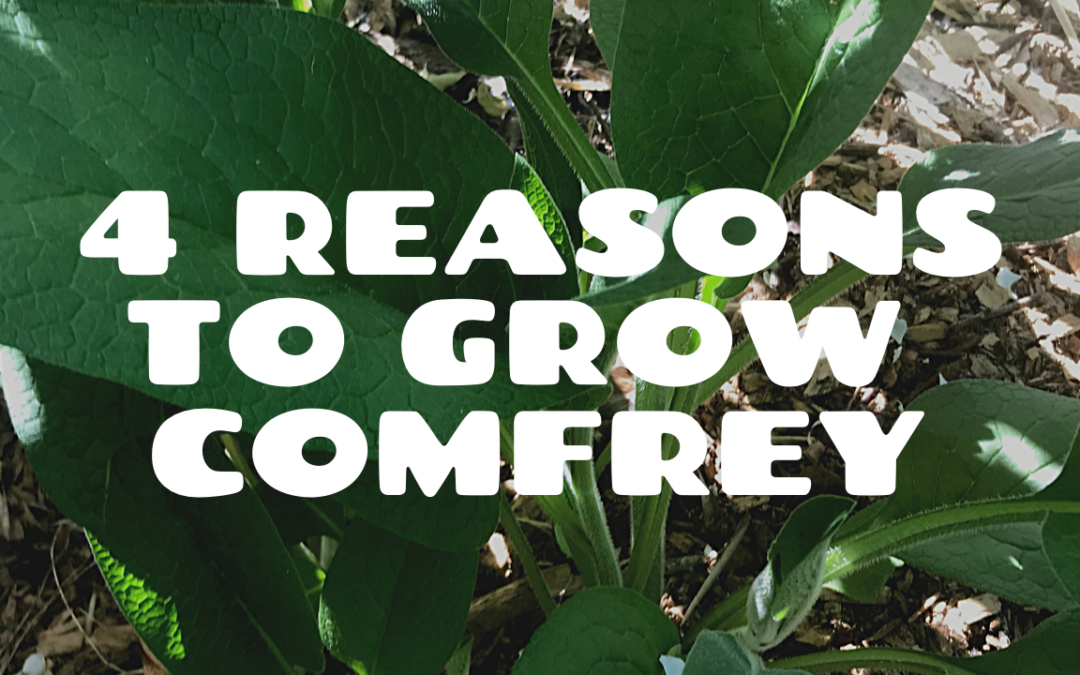 4 Reasons to Grow Comfrey in a Urban Food Forest