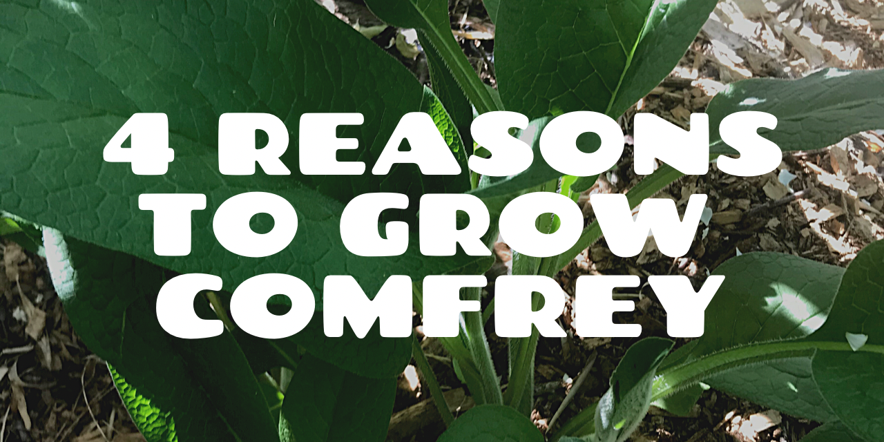 4 Reasons to Grow Comfrey in a Urban Food Forest