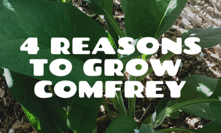 4 Reasons to Grow Comfrey in a Urban Food Forest