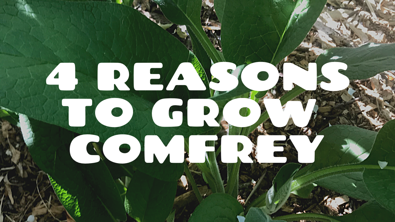 4 Reasons to Grow Comfrey in a Urban Food Forest