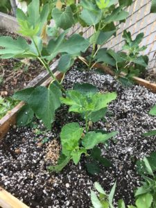 Fig Cuttings Growing