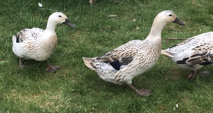 How to Raise Ducks