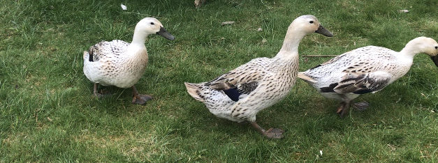 How to Raise Ducks