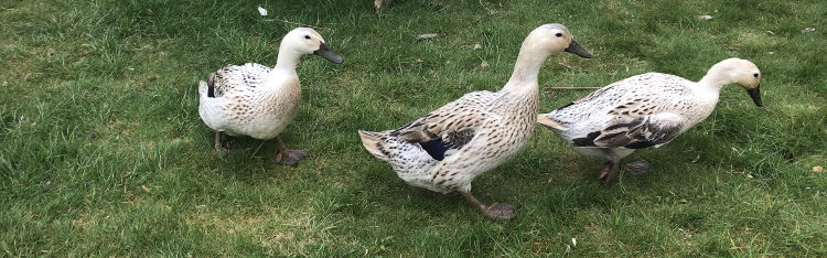 raising backyard ducks