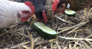 Chicken Run Wood Chip Compost