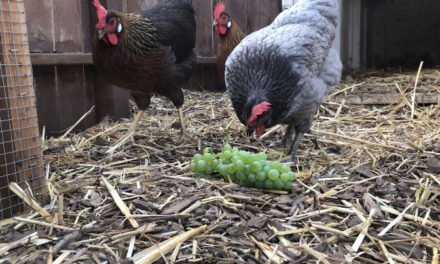 Wood Chips for Chicken Run Ground Cover
