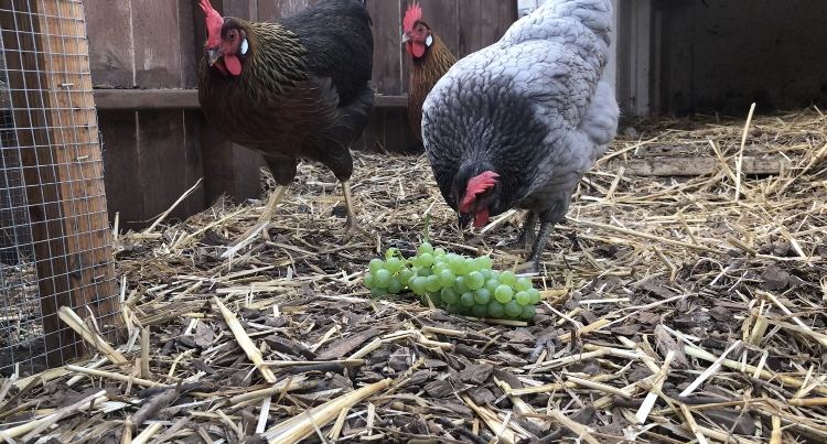 chicken run ground cover with wood chips