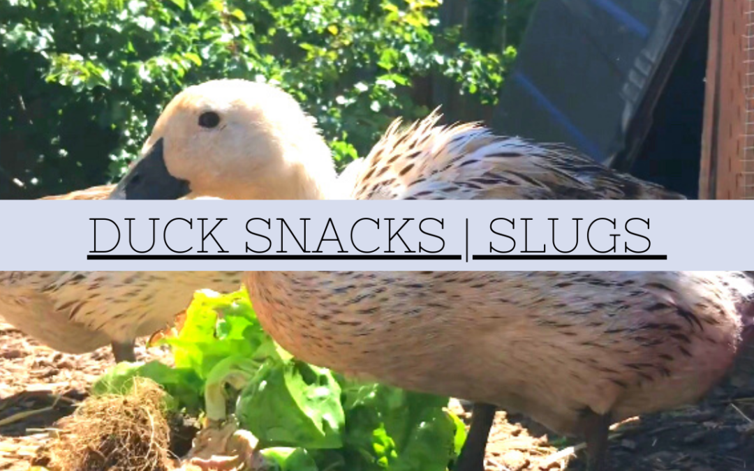 Ducks Eating Slug in Slow Motion Video