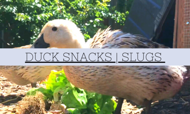 Ducks Eating Slug in Slow Motion Video