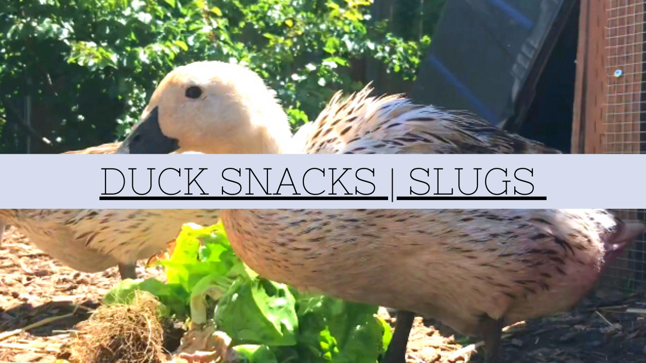 Ducks Eating Slug in Slow Motion Video