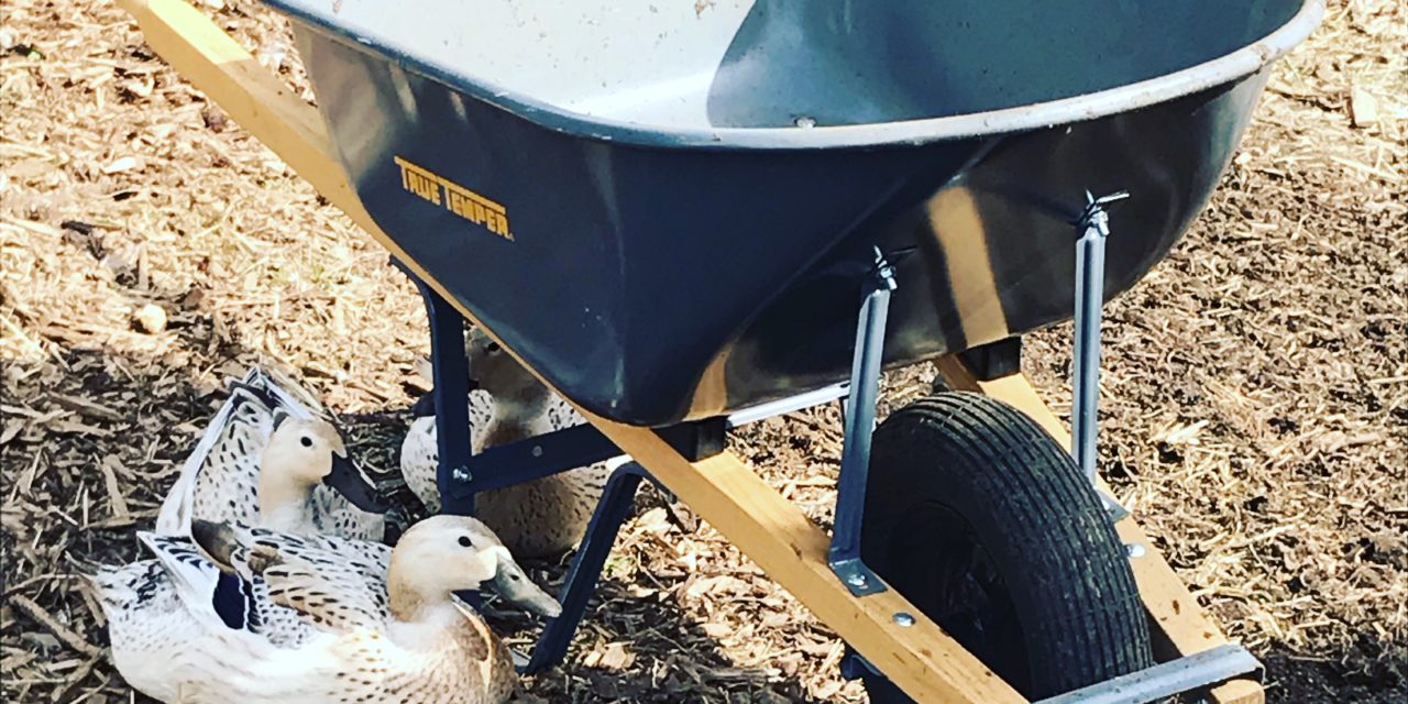 5 Ways to Use Wood Chips in a Garden