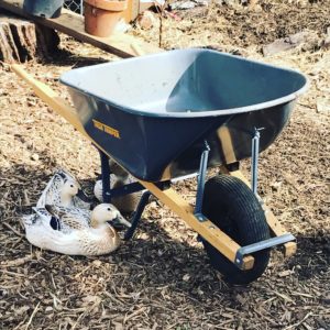 wheelbarrow bringing wood chips for duck run in garden