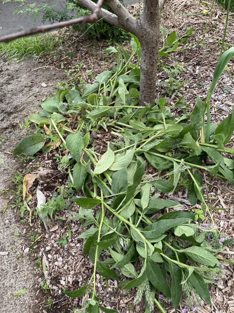 comfrey chop and drop around fruit trees