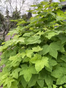 Chopping and Dropping Native Plants