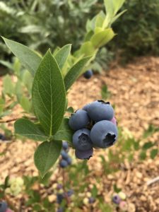 food forest design with blueberries