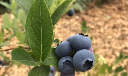Garden Design Basics for Urban Homesteads