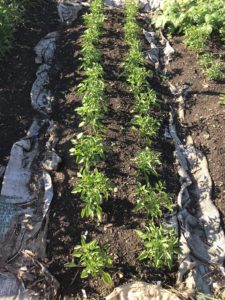 traditional row garden beds