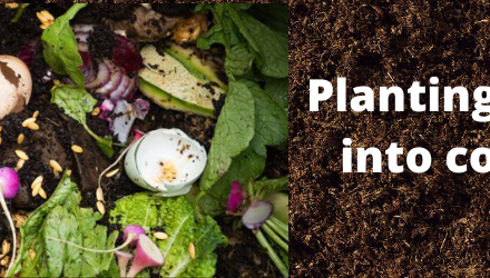 Can you plant directly into compost