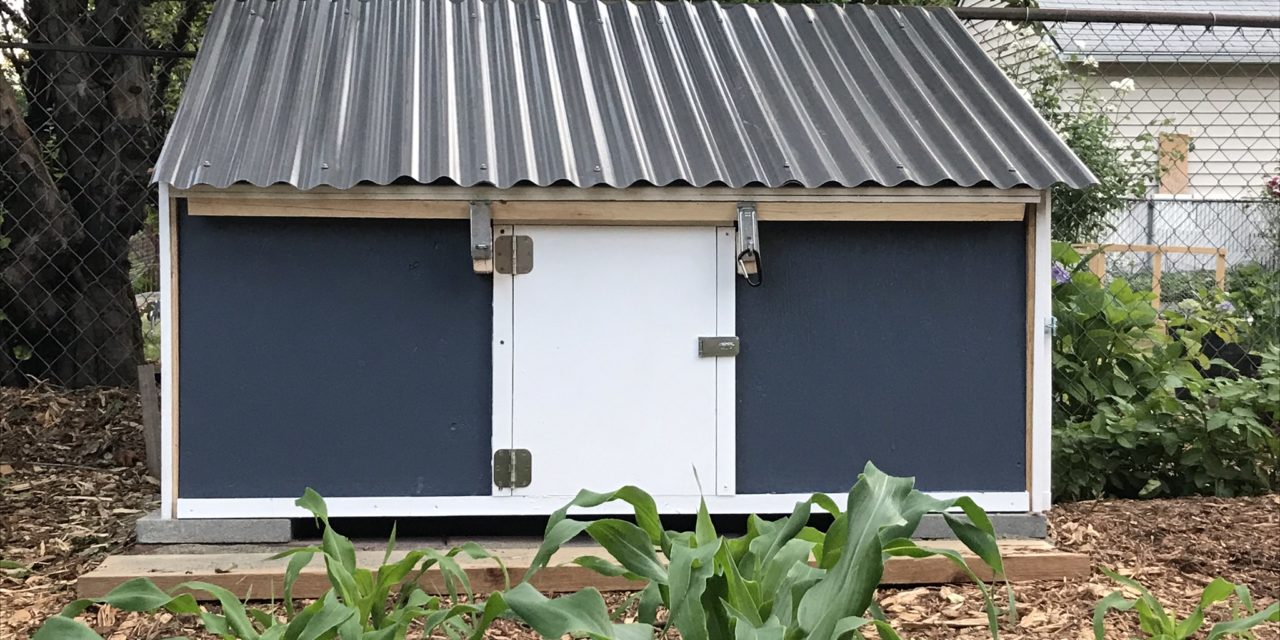 Can Ducks and Chickens Share a Coop
