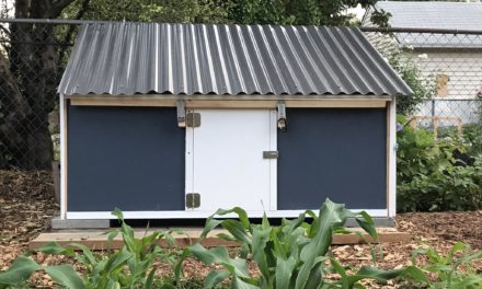Can Ducks and Chickens Share a Coop