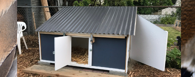 How to Build a Duck Coop