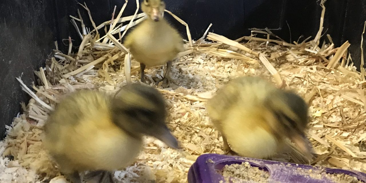 Feed for Ducklings