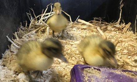 Feed for Ducklings