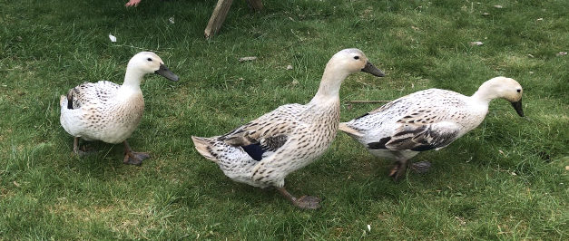 Duck Layer Feed