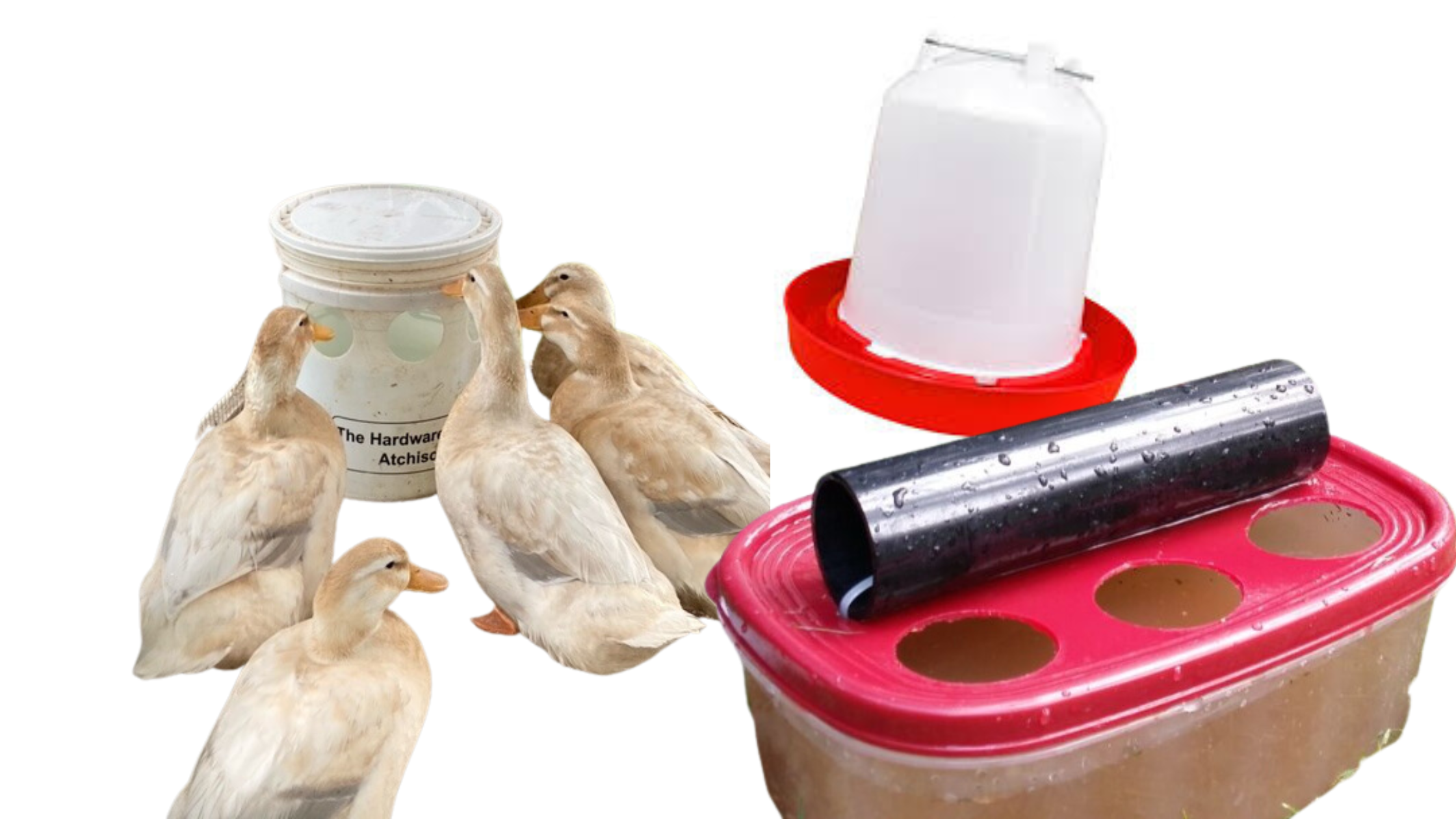 best duck waterers for urban ducks