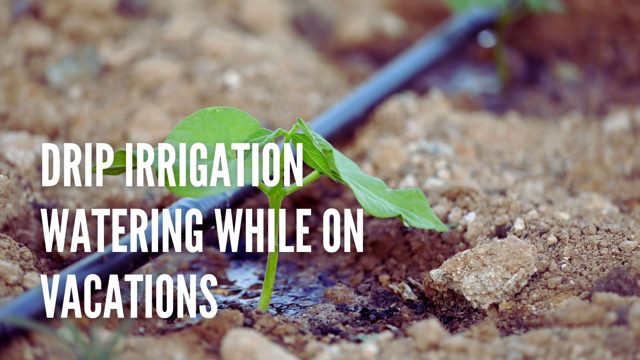 How to keep garden watered while on vacation