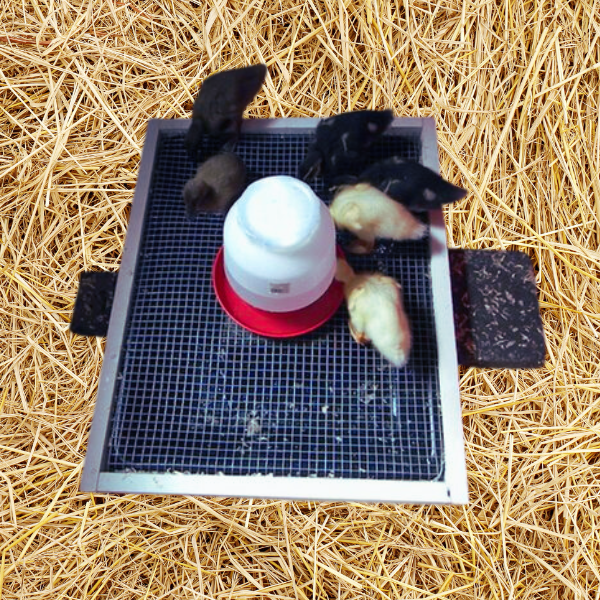 best duckling waterer system