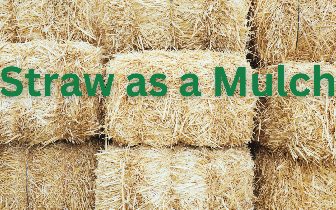 Straw as a Mulch Urban Homsteading PDX