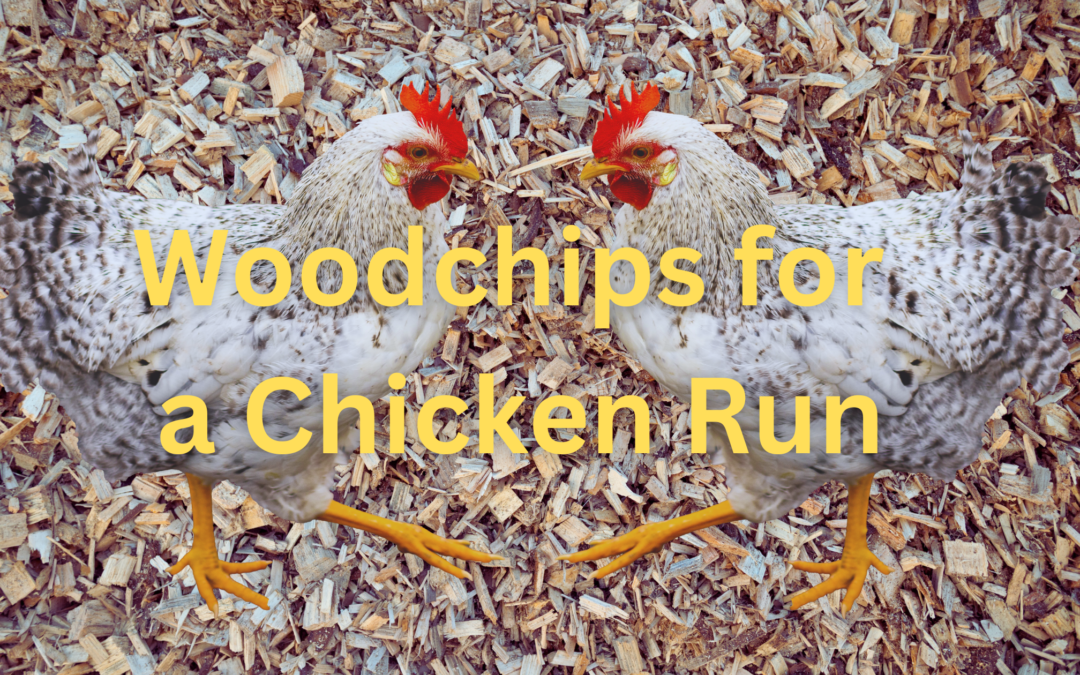 Woodchips for Chicken Run