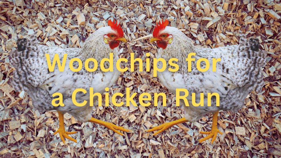 Woodchips for Chicken Run Urban Homsteading PDX