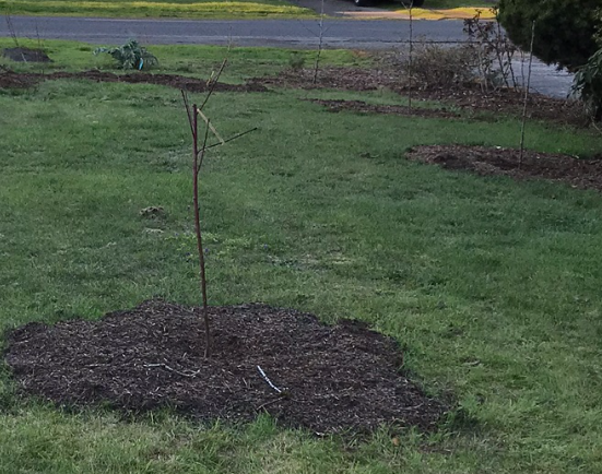 newly transplanted fruit trees