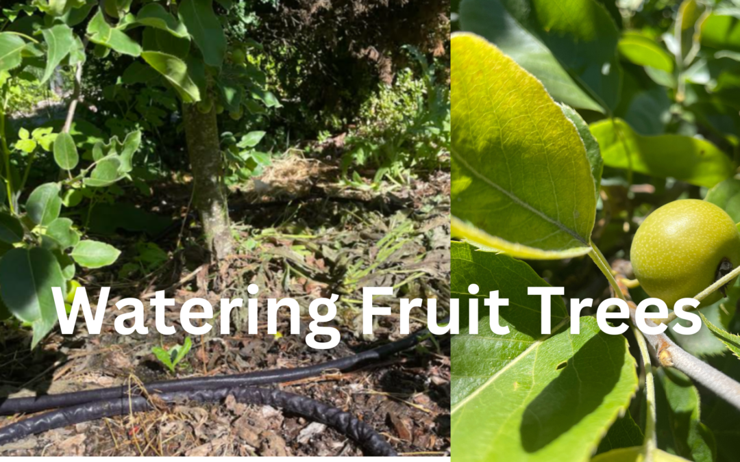 Watering Fruit Trees Urban Homsteading PDX