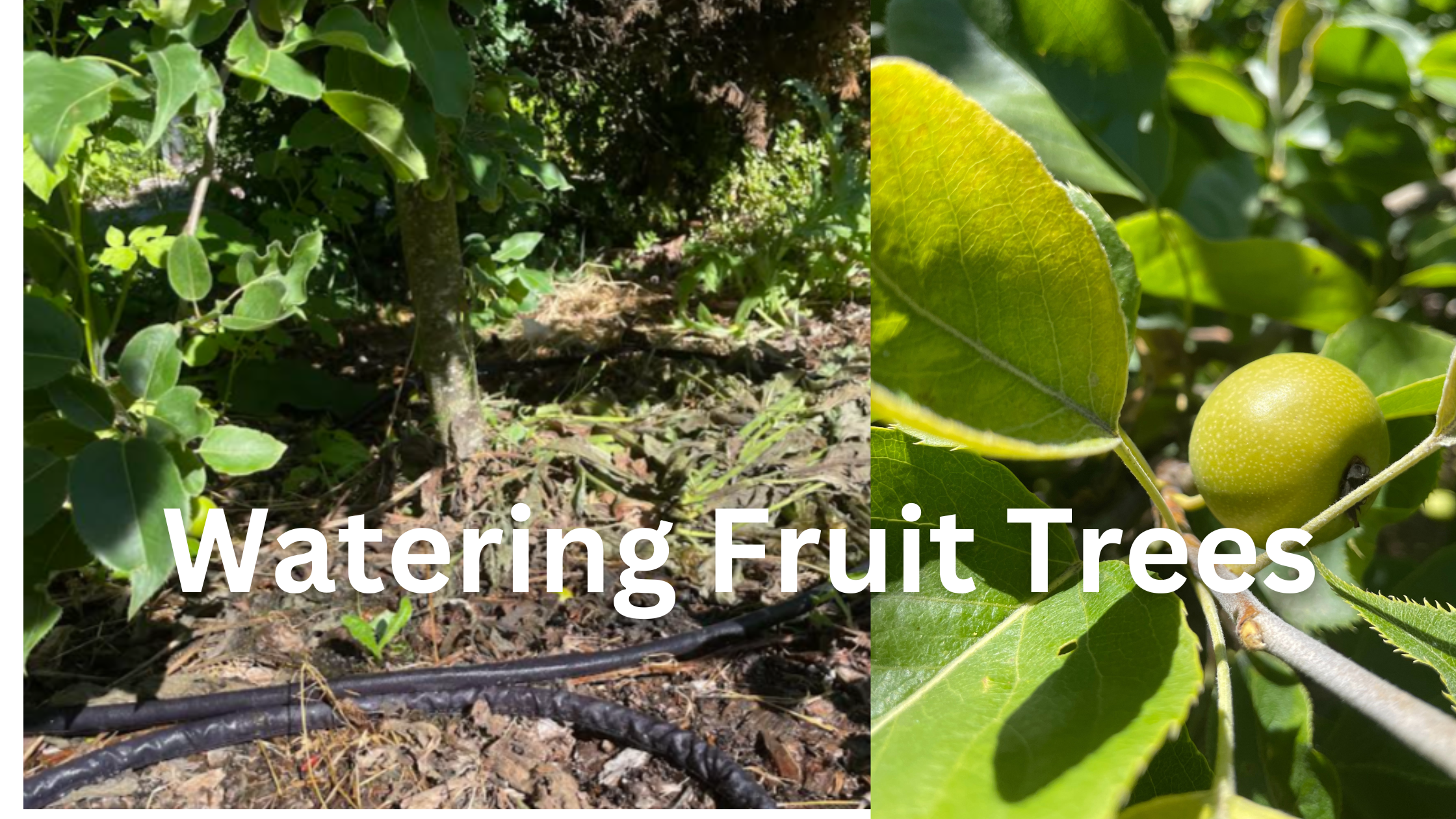 Watering Fruit Trees