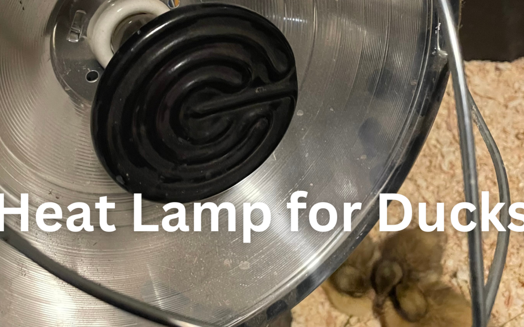 Heat Lamp for Ducks