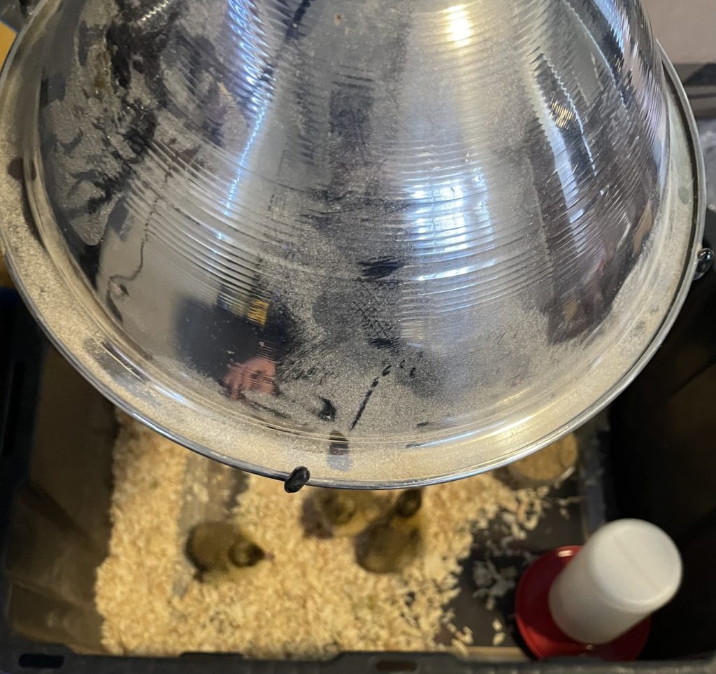 Ducklings under heat lamp